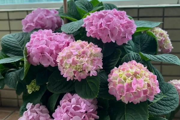 绣球花蔫了如何解决，光照过强时要为它遮阴