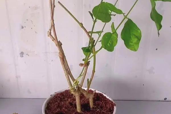 茉莉怎么土培扦插，在5-10月份进行