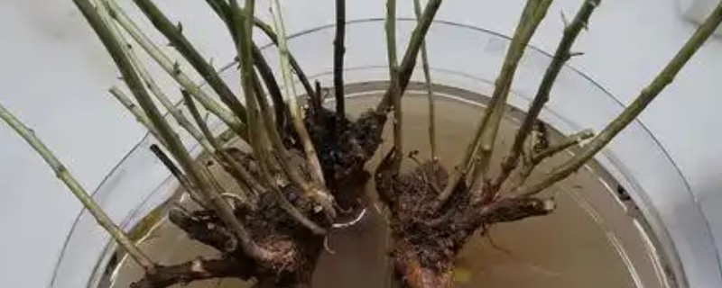 用生根粉泡了要不要晾干，一般要进行晾干