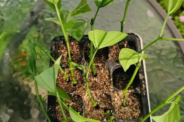 茉莉怎么土培扦插，在5-10月份进行