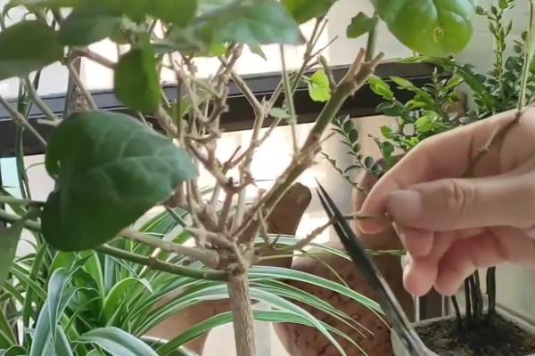 茉莉怎么土培扦插，在5-10月份进行