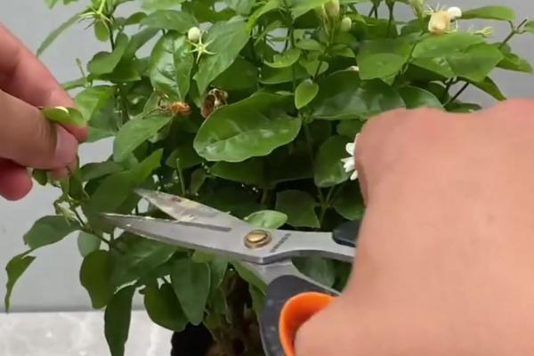 茉莉怎么土培扦插，在5-10月份进行