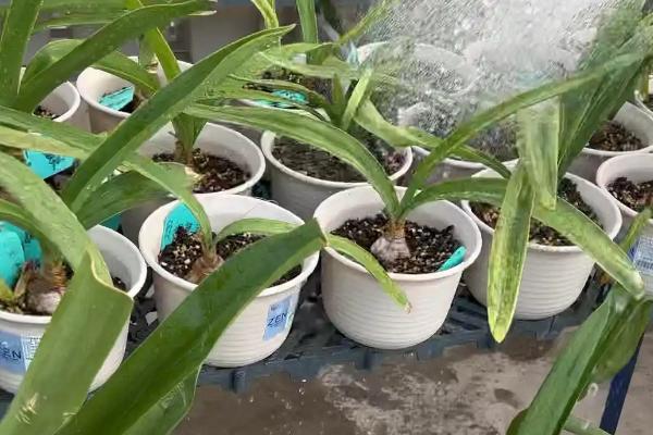 朱顶红秋天能不能换盆，花朵凋谢后便可更换