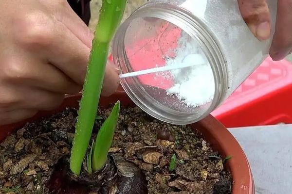 朱顶红秋天能不能换盆，花朵凋谢后便可更换