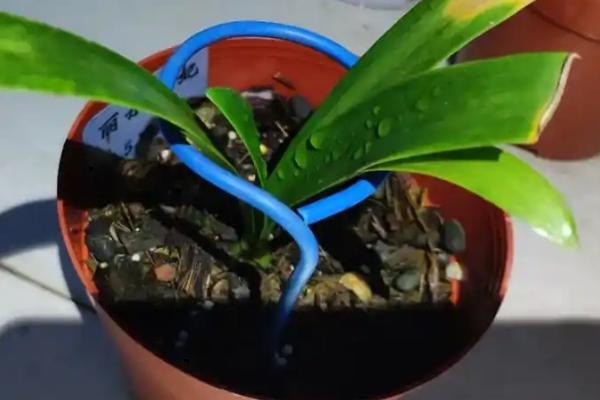 朱顶红秋天能不能换盆，花朵凋谢后便可更换