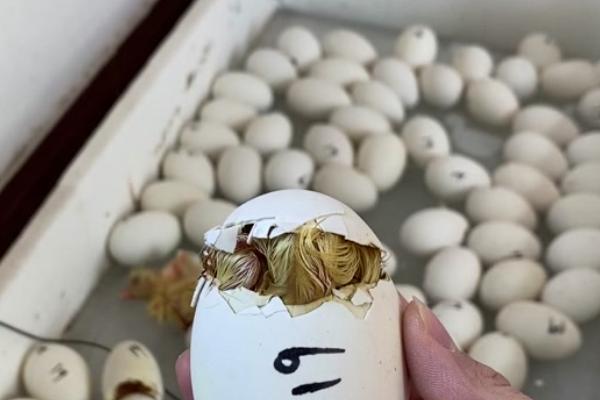 鹅蛋从传出叫声到破壳所需时间，经过30-60分钟左右雏鹅就会孵化