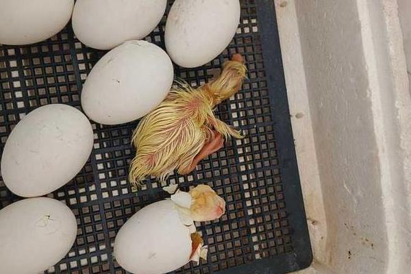 鹅蛋从传出叫声到破壳所需时间，经过30-60分钟左右雏鹅就会孵化