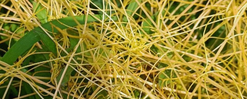 菟丝子的外形特征，其颜色为黄色