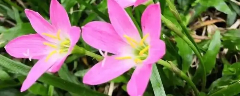 哪些植物能够预报天气，常见风雨花、青苔、南瓜等品种