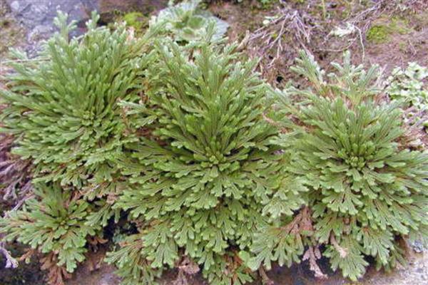 哪些植物能够预报天气，常见风雨花、青苔、南瓜等品种