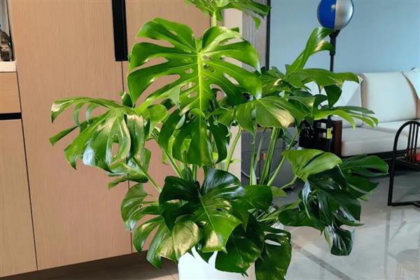 哪些植物能够预报天气，常见风雨花、青苔、南瓜等品种