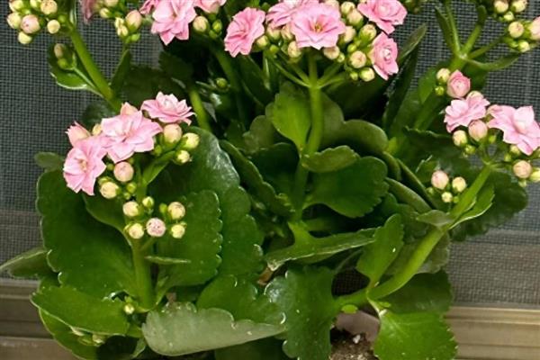 哪些植物能够预报天气，常见风雨花、青苔、南瓜等品种