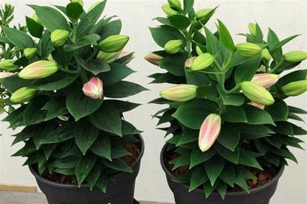 百合花种球能不能繁殖出小种球，定期追施氮肥可加快小球的生长速度
