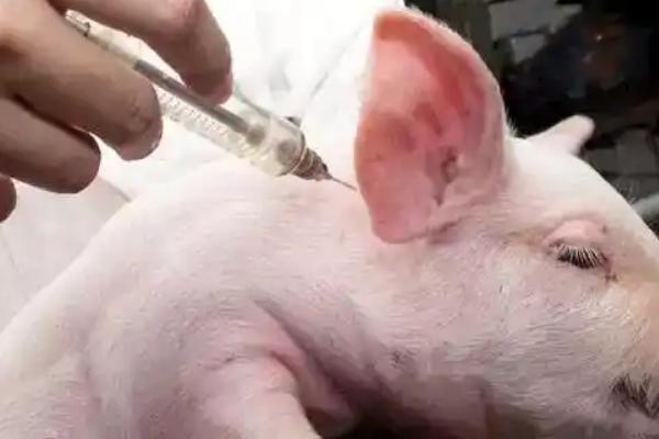 猪常用针头型号及长度，不同体重所使用的针头不同