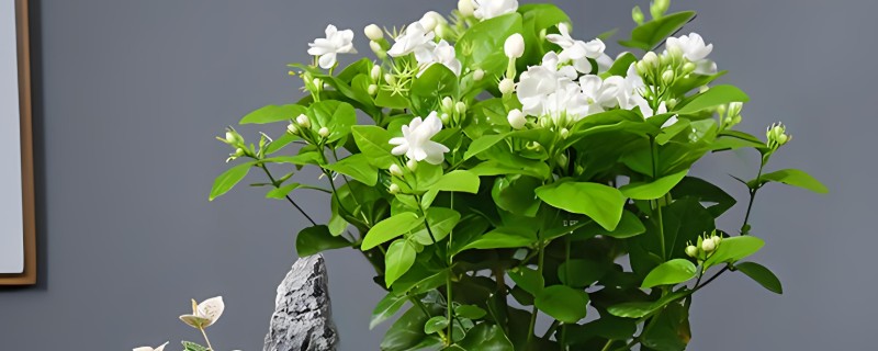茉莉怎么养殖，春季长新枝时每隔2天浇一次水