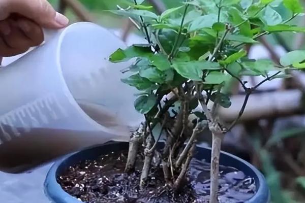 茉莉怎么养殖，春季长新枝时每隔2天浇一次水