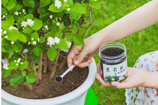 茉莉怎么养殖，春季长新枝时每隔2天浇一次水