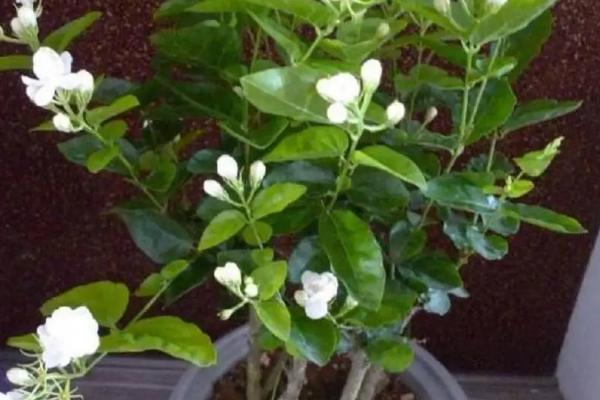 茉莉怎么养殖，春季长新枝时每隔2天浇一次水