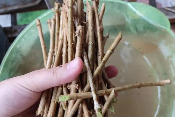 茉莉怎么养殖，春季长新枝时每隔2天浇一次水