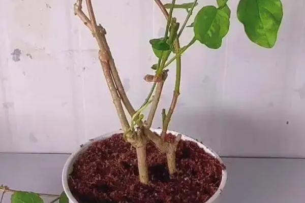 茉莉怎么养殖，春季长新枝时每隔2天浇一次水