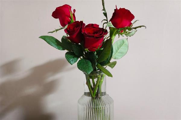 玫瑰花的保存方式，插入花瓶中具有保鲜效果