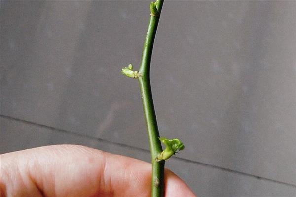 玫瑰花的保存方式，插入花瓶中具有保鲜效果