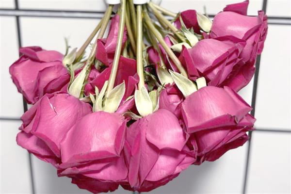 玫瑰花的保存方式，插入花瓶中具有保鲜效果