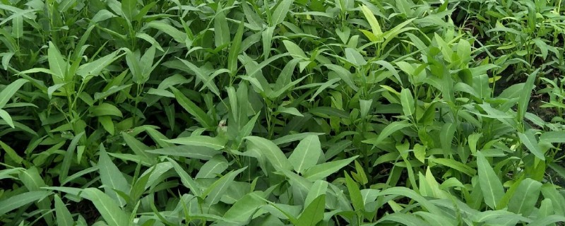 怎么在大棚内种植空心菜，浸种催芽待露白时再播种