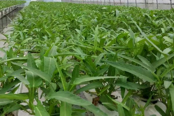 怎么在大棚内种植空心菜，浸种催芽待露白时再播种