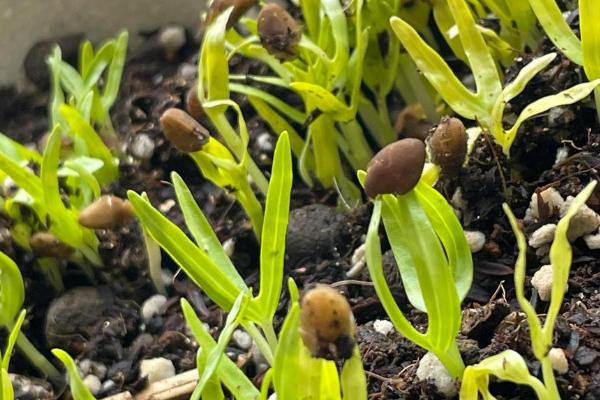 怎么在大棚内种植空心菜，浸种催芽待露白时再播种