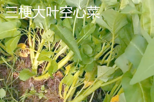 怎么在大棚内种植空心菜，浸种催芽待露白时再播种