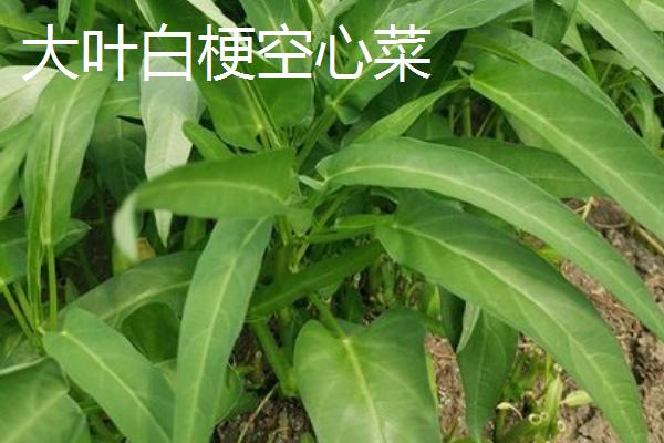 怎么在大棚内种植空心菜，浸种催芽待露白时再播种