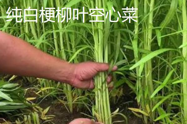 怎么在大棚内种植空心菜，浸种催芽待露白时再播种