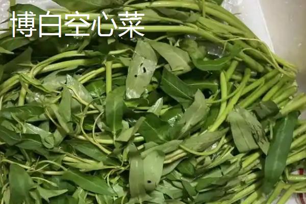 怎么在大棚内种植空心菜，浸种催芽待露白时再播种