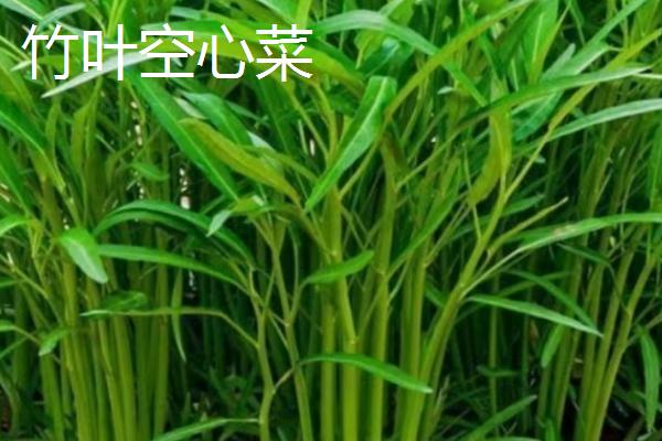 怎么在大棚内种植空心菜，浸种催芽待露白时再播种
