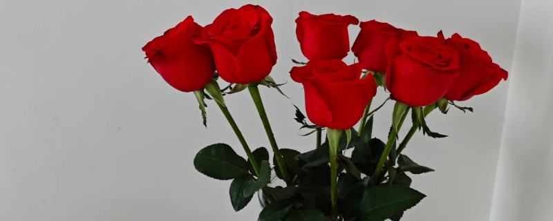 玫瑰花的保存方式，插入花瓶中具有保鲜效果