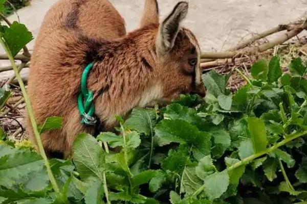 羊喜欢吃哪些草，黄花苜蓿、三叶草等品种适合饲喂