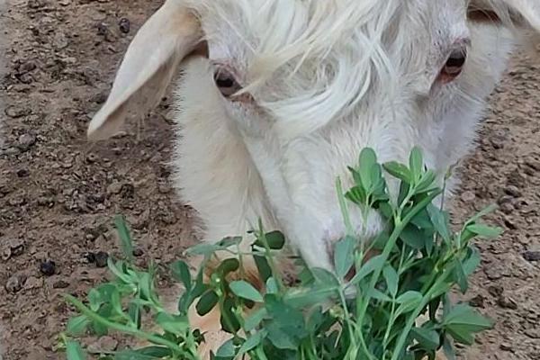 羊喜欢吃哪些草，黄花苜蓿、三叶草等品种适合饲喂
