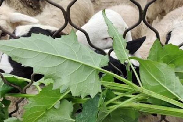 羊喜欢吃哪些草，黄花苜蓿、三叶草等品种适合饲喂