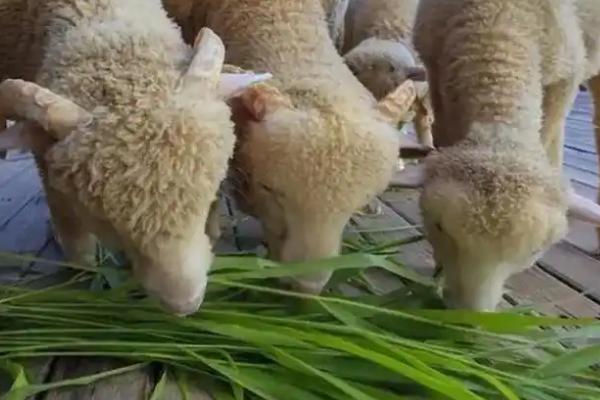 羊喜欢吃哪些草，黄花苜蓿、三叶草等品种适合饲喂