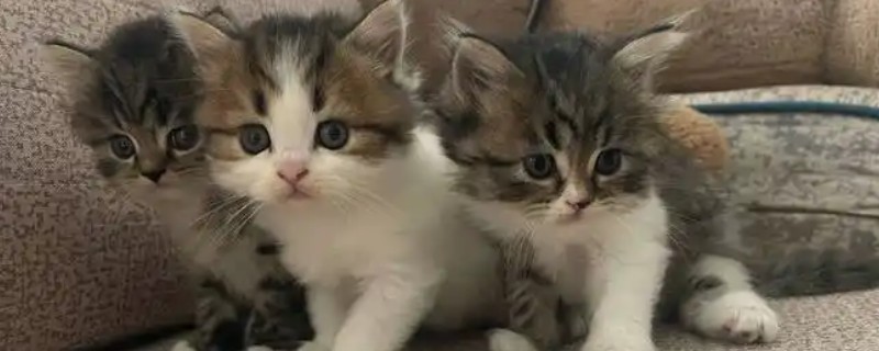 猫线虫的治疗方法，喂服普拿杜等药物可以驱虫