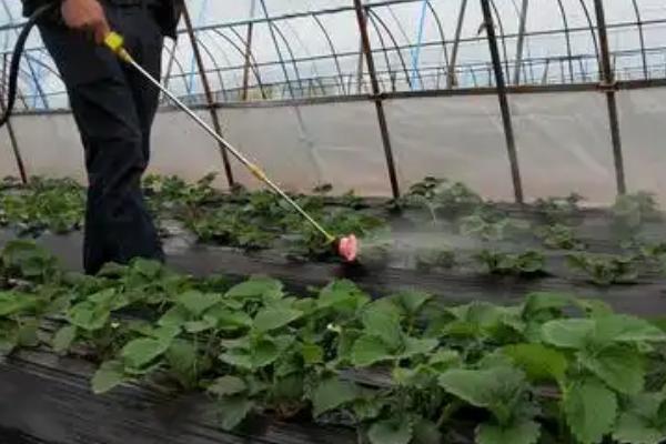 温室草莓苗期怎么防治白粉病，栽培健壮无菌的种苗可控制病源