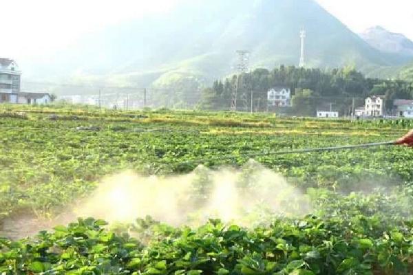 温室草莓苗期怎么防治白粉病，栽培健壮无菌的种苗可控制病源