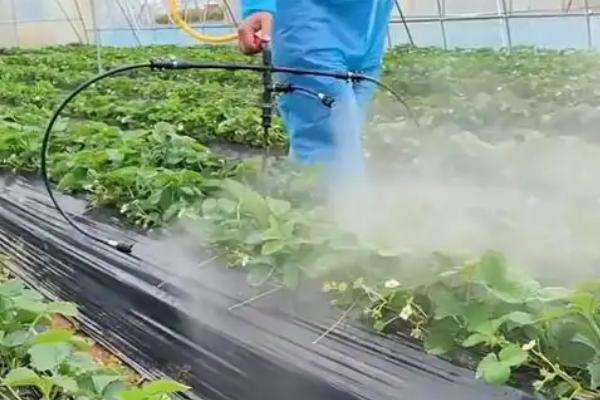 温室草莓苗期怎么防治白粉病，栽培健壮无菌的种苗可控制病源