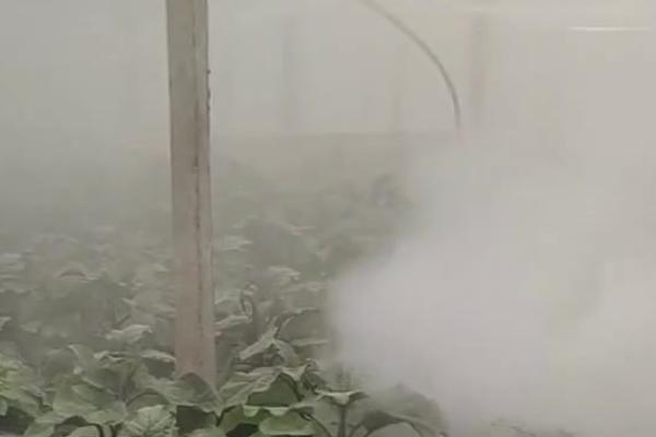 温室草莓苗期怎么防治白粉病，栽培健壮无菌的种苗可控制病源