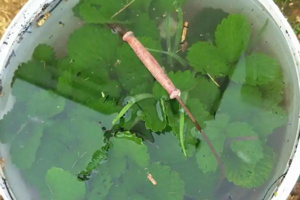 温室草莓苗期怎么防治白粉病，栽培健壮无菌的种苗可控制病源