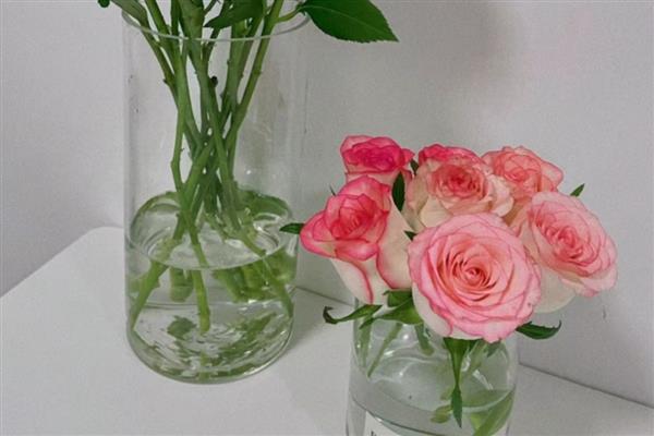 玫瑰花的保存方式，插入花瓶中具有保鲜效果