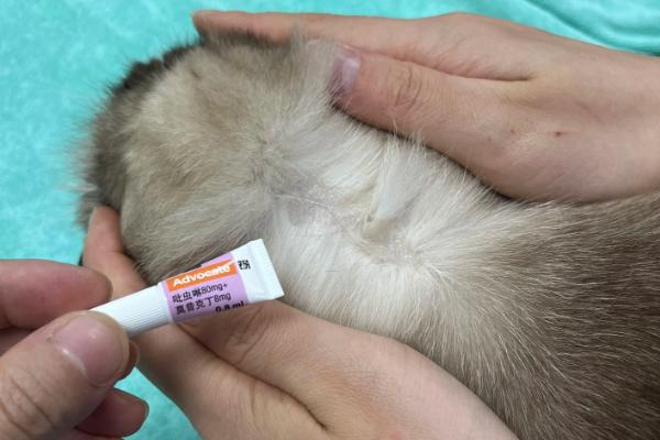 猫线虫的治疗方法，喂服普拿杜等药物可以驱虫