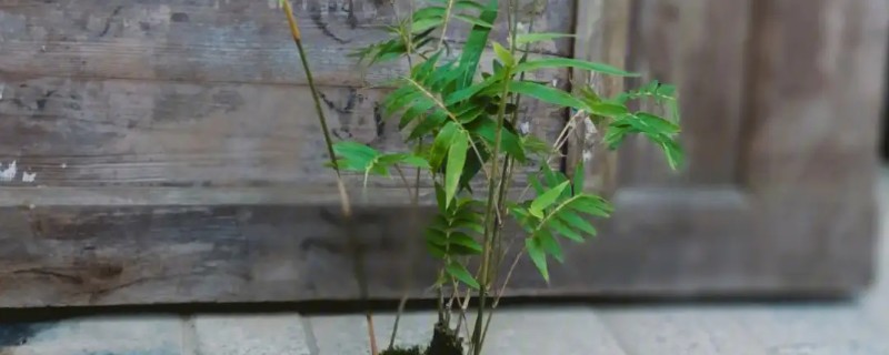 竹子的养殖方法,选择偏中性或微酸的土壤种植