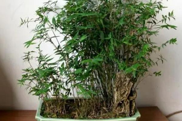 竹子的养殖方法,选择偏中性或微酸的土壤种植